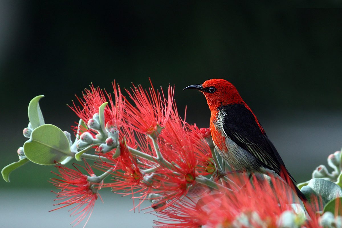 green flower with red fringe and red and black cardinal bird